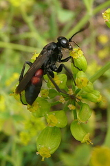 Anoplius infuscatus