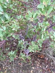 Arctostaphylos insularis