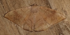 Oxydia trychiata