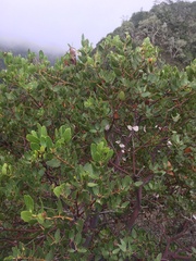 Arctostaphylos insularis