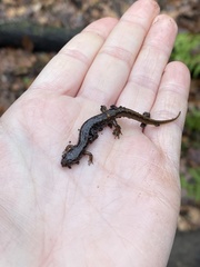 Desmognathus fuscus