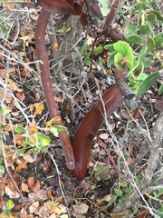 Arctostaphylos insularis