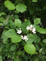 Crataegus chrysocarpa phoeniceoides