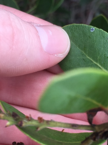 Image of Arctostaphylos insularis by (c) harrier, some rights reserved (CC BY)
