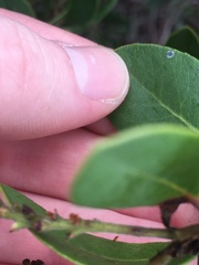 Arctostaphylos insularis
