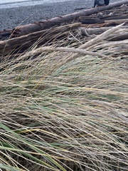 Ammophila arenaria