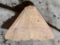 Hemeroplanis punitalis