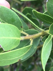 Arctostaphylos insularis