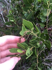 Arctostaphylos insularis