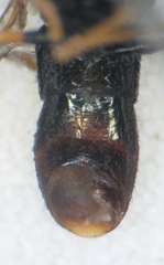 Paragus tibialis