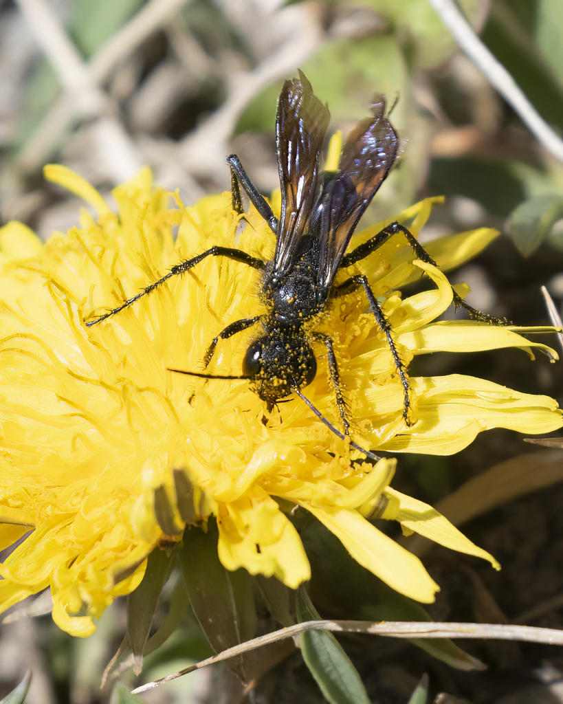 Thread-waisted Wasps from 6 miles SE of Meeker, Rio Blanco County, CO ...