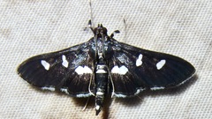 Desmia funeralis