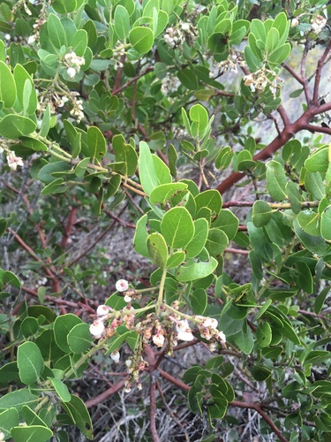 Image of Arctostaphylos insularis by (c) harrier, some rights reserved (CC BY)
