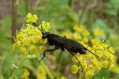 Anoplius infuscatus