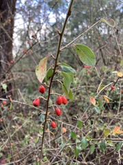 Cotoneaster simonsii
