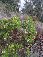 Arctostaphylos insularis