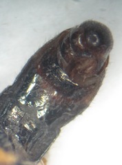 Paragus tibialis