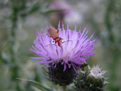 Rhagonycha fulva