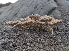 Polycarpaea divaricata