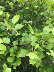 Crataegus chrysocarpa phoeniceoides