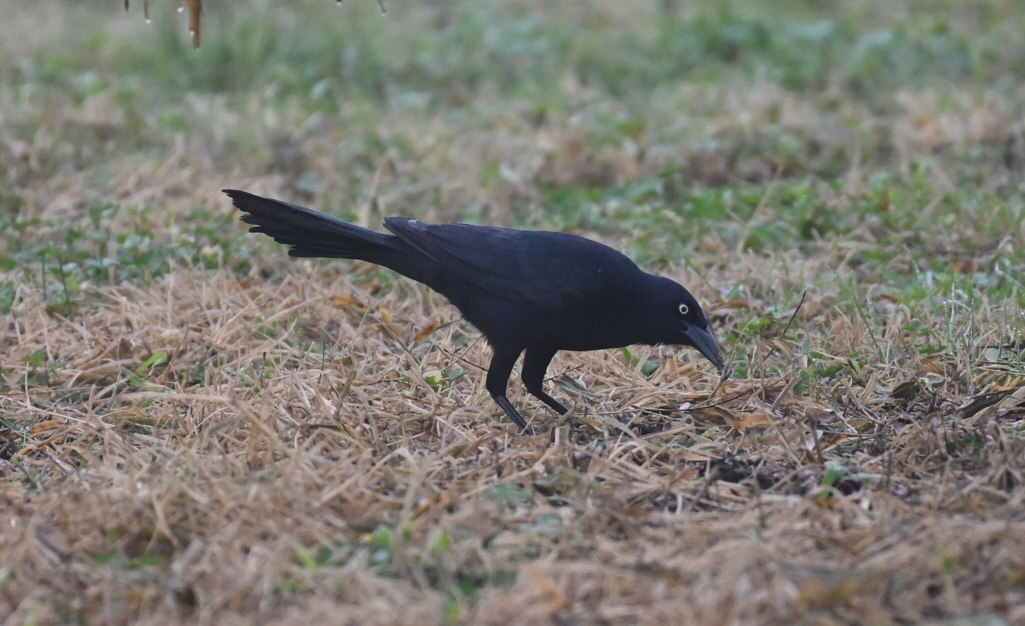 Quiscalus mexicanus (Gmelin, 1788)