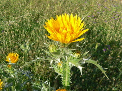 Scolymus grandiflorus