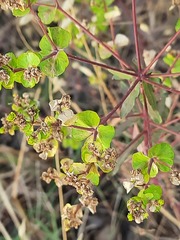 Euphorbia virgata
