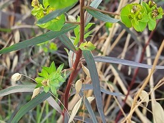 Euphorbia virgata