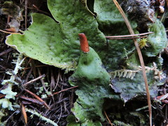 Peltigera leucophlebia