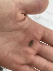 Acleris maculidorsana