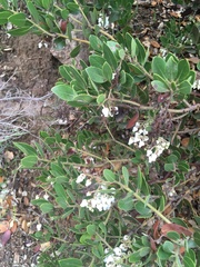 Arctostaphylos insularis