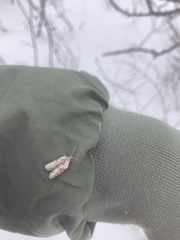 Acleris maculidorsana