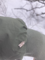 Acleris maculidorsana