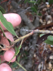 Arctostaphylos insularis