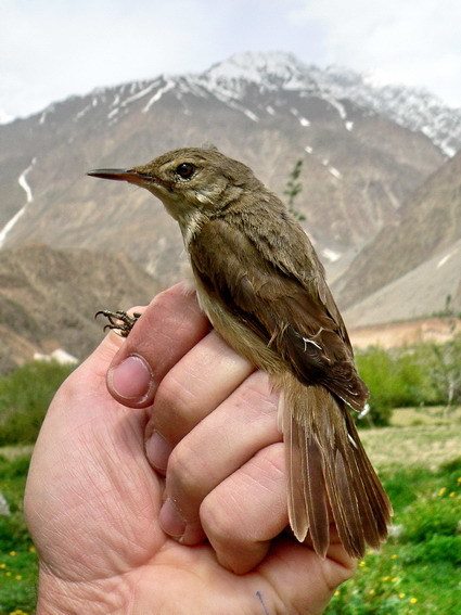 Large-billed Reed Warbler (Acrocephalus orinus)