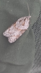 Acleris maculidorsana