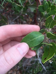 Arctostaphylos insularis