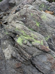 Acarosporomycetidae