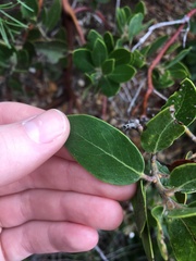 Arctostaphylos insularis