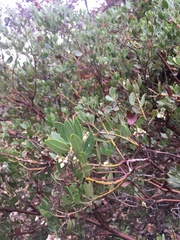 Arctostaphylos insularis