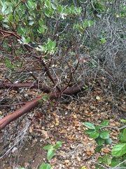Arctostaphylos insularis