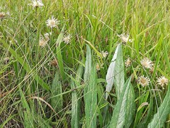 Psephellus boissieri