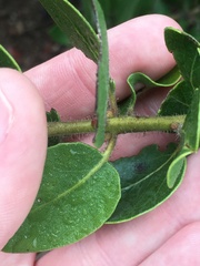Arctostaphylos insularis