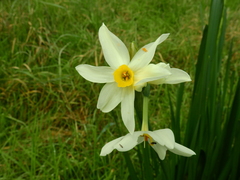 Narcissus