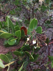 Arctostaphylos insularis