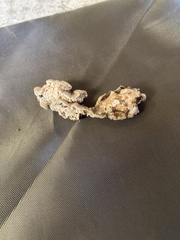Steccherinaceae