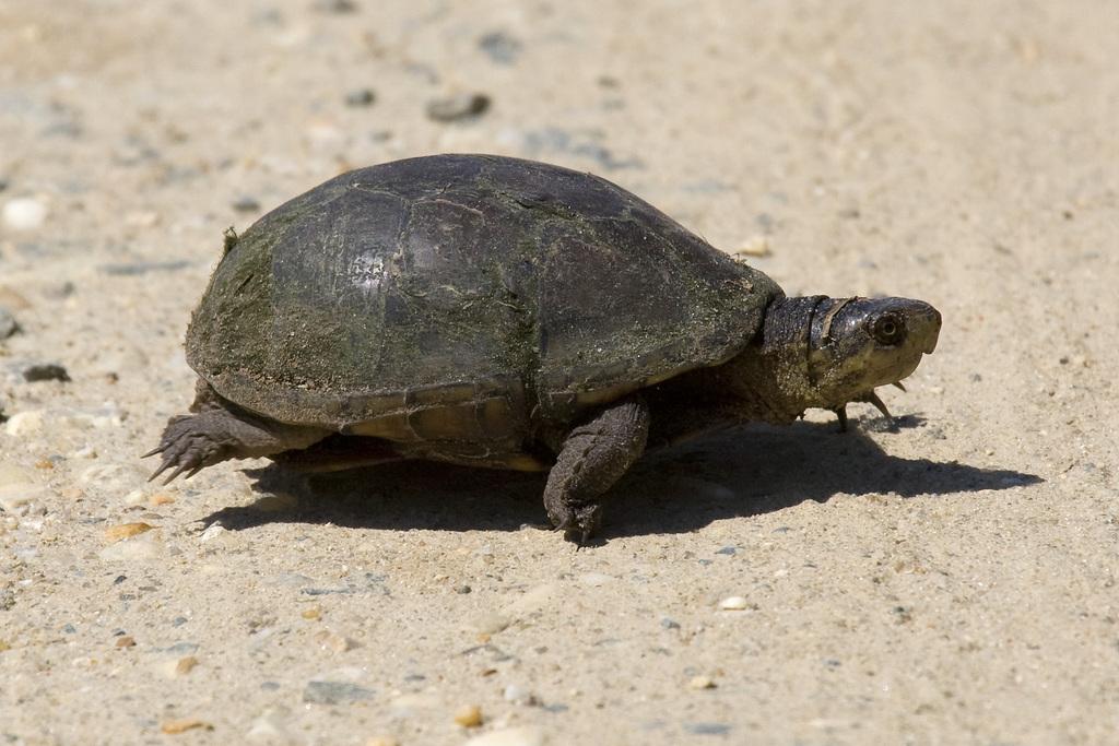 Southeastern Mud Turtle from Kent County, DE, USA on May 30, 2010 at 10 ...