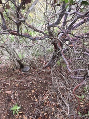 Arctostaphylos insularis