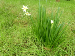 Narcissus
