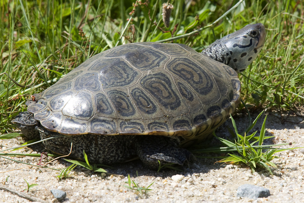 Northern Diamondback Terrapin from Kent County, DE, USA on May 30, 2010 ...